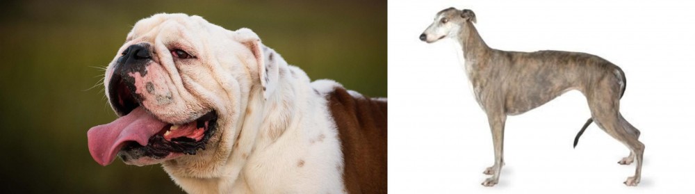 Greyhound vs English Bulldog - Breed Comparison