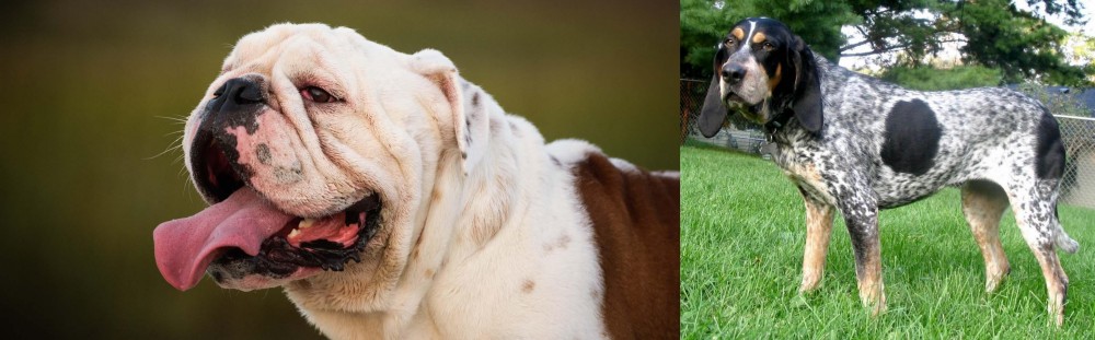 Griffon Bleu de Gascogne vs English Bulldog - Breed Comparison