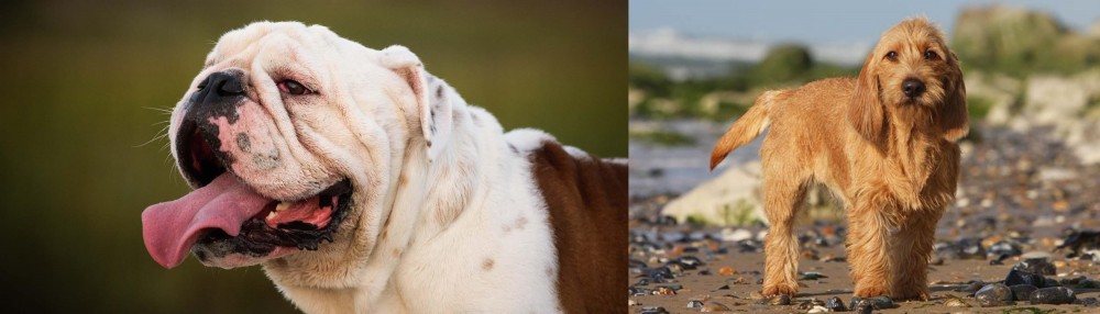 Griffon Fauve de Bretagne vs English Bulldog - Breed Comparison