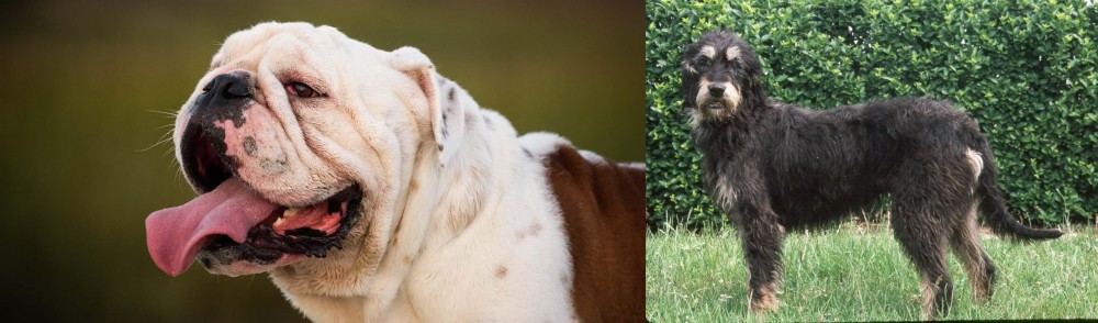 Griffon Nivernais vs English Bulldog - Breed Comparison