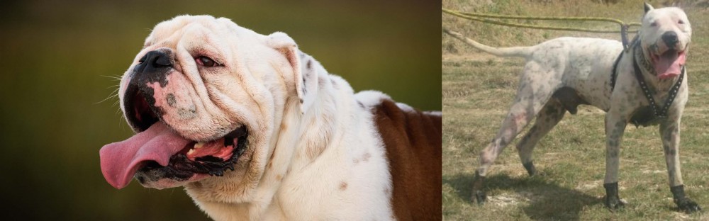 Gull Dong vs English Bulldog - Breed Comparison