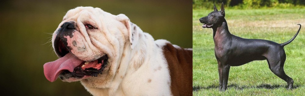 Hairless Khala vs English Bulldog - Breed Comparison