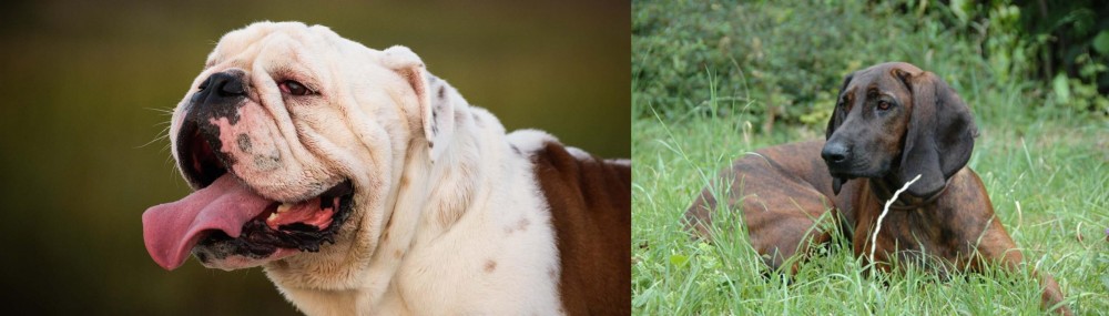 Hanover Hound vs English Bulldog - Breed Comparison