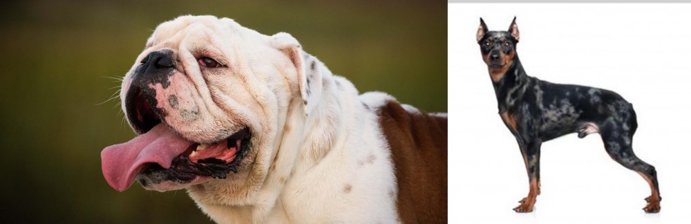 Harlequin Pinscher vs English Bulldog - Breed Comparison