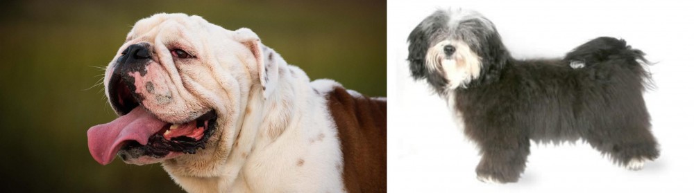 Havanese vs English Bulldog - Breed Comparison