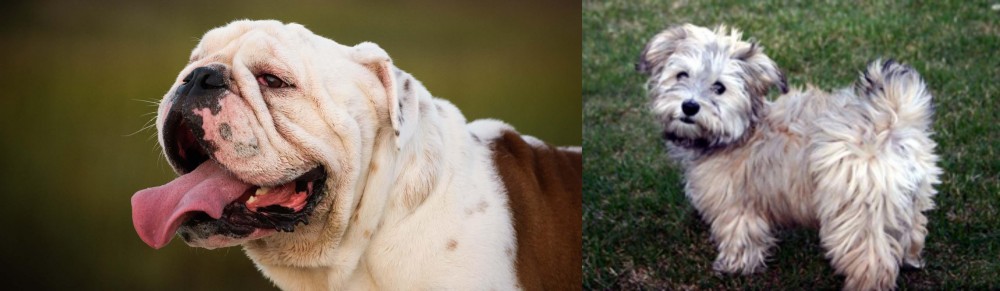 Havapoo vs English Bulldog - Breed Comparison