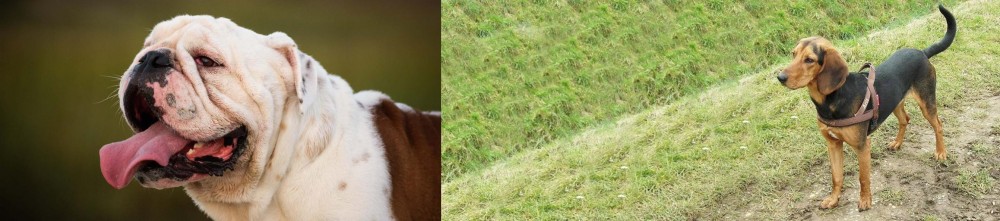 Hellenic Hound vs English Bulldog - Breed Comparison