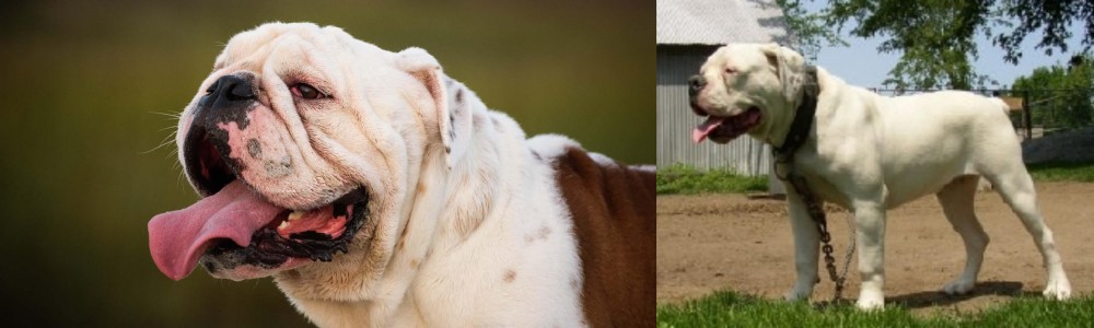 Hermes Bulldogge vs English Bulldog - Breed Comparison