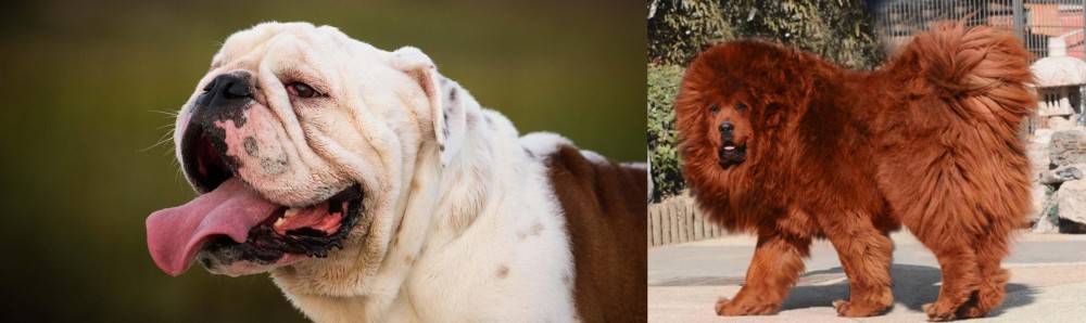 Himalayan Mastiff vs English Bulldog - Breed Comparison