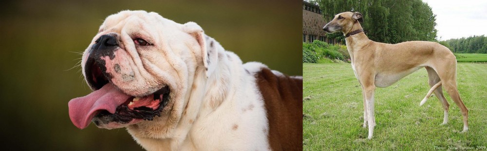Hortaya Borzaya vs English Bulldog - Breed Comparison