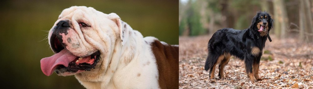 Hovawart vs English Bulldog - Breed Comparison