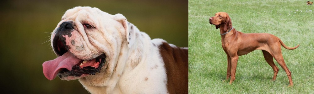 Hungarian Vizsla vs English Bulldog - Breed Comparison