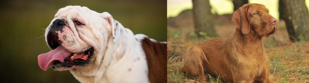 Hungarian Wirehaired Vizsla vs English Bulldog - Breed Comparison