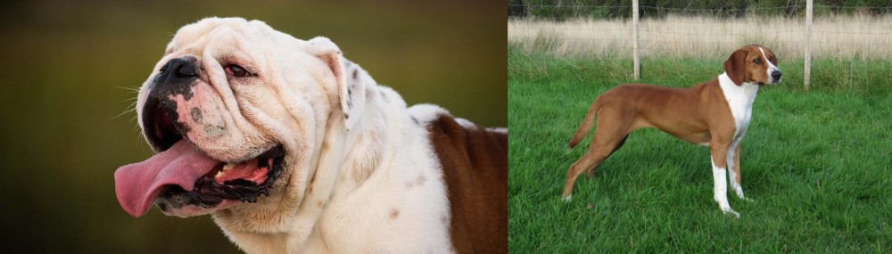 Hygenhund vs English Bulldog - Breed Comparison