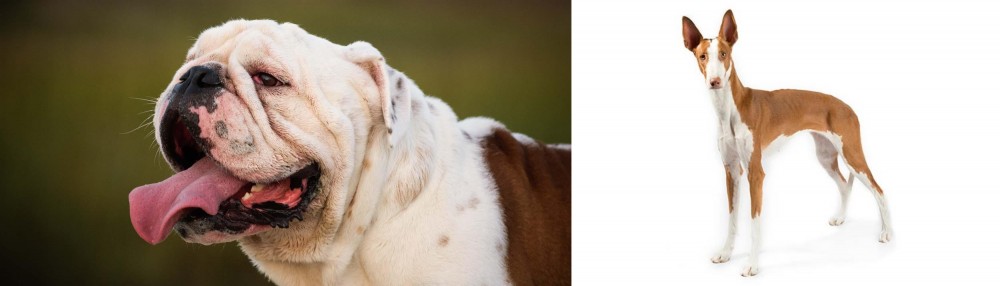 Ibizan Hound vs English Bulldog - Breed Comparison