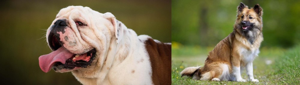 Icelandic Sheepdog vs English Bulldog - Breed Comparison