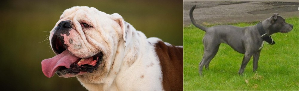 Irish Bull Terrier vs English Bulldog - Breed Comparison