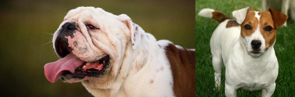 Irish Jack Russell vs English Bulldog - Breed Comparison