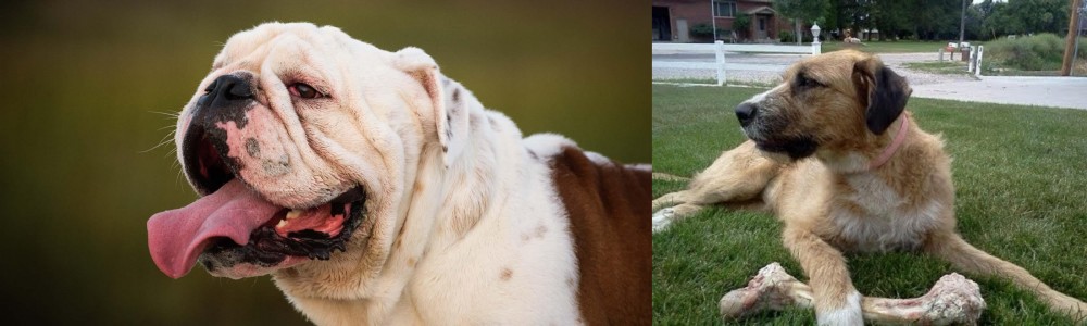 Irish Mastiff Hound vs English Bulldog - Breed Comparison
