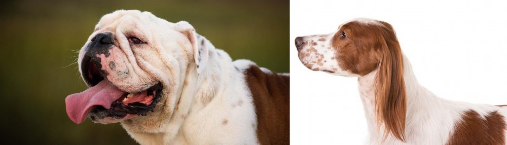 Irish Red and White Setter vs English Bulldog - Breed Comparison