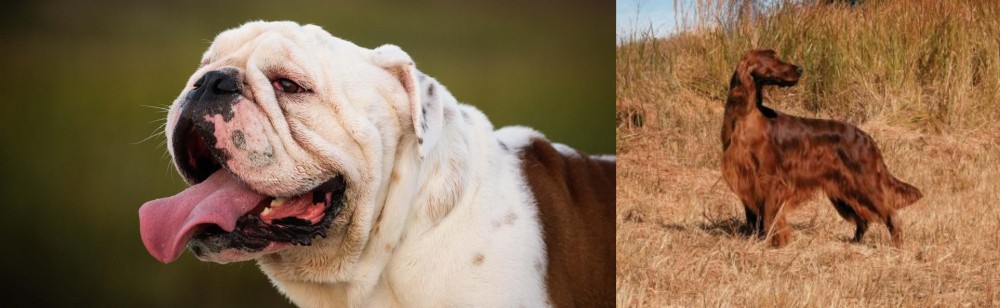 Irish Setter vs English Bulldog - Breed Comparison