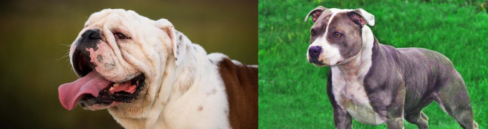 Irish Staffordshire Bull Terrier vs English Bulldog - Breed Comparison