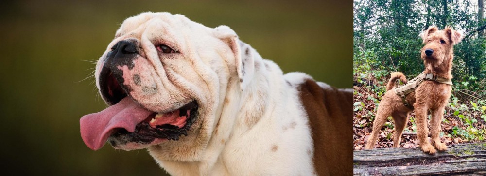 Irish Terrier vs English Bulldog - Breed Comparison