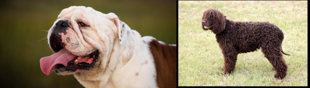 Irish Water Spaniel vs English Bulldog - Breed Comparison