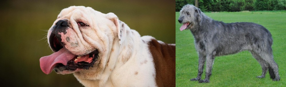 Irish Wolfhound vs English Bulldog - Breed Comparison