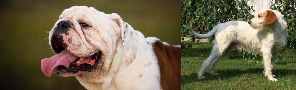 Istarski Ostrodlaki Gonic vs English Bulldog - Breed Comparison