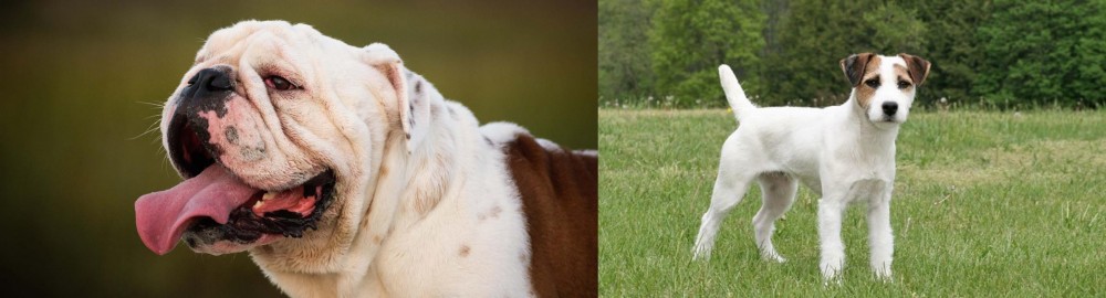 Jack Russell Terrier vs English Bulldog - Breed Comparison
