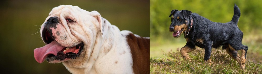 Jagdterrier vs English Bulldog - Breed Comparison