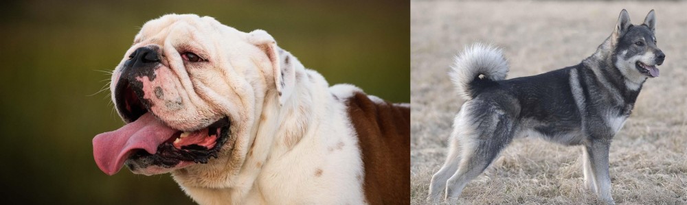 Jamthund vs English Bulldog - Breed Comparison
