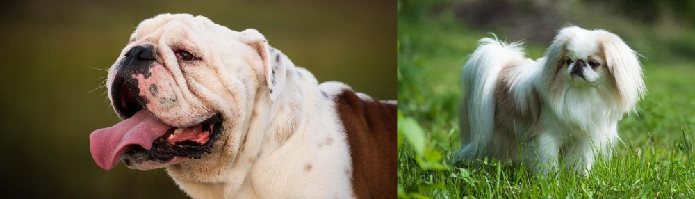 Japanese Chin vs English Bulldog - Breed Comparison