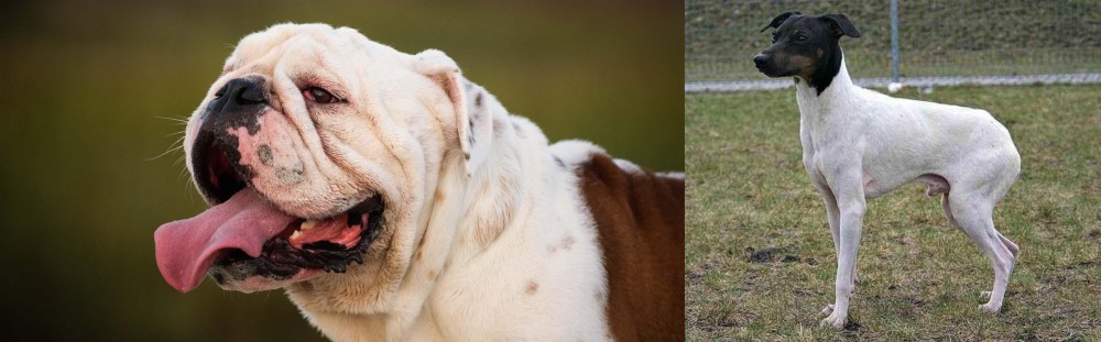 Japanese Terrier vs English Bulldog - Breed Comparison