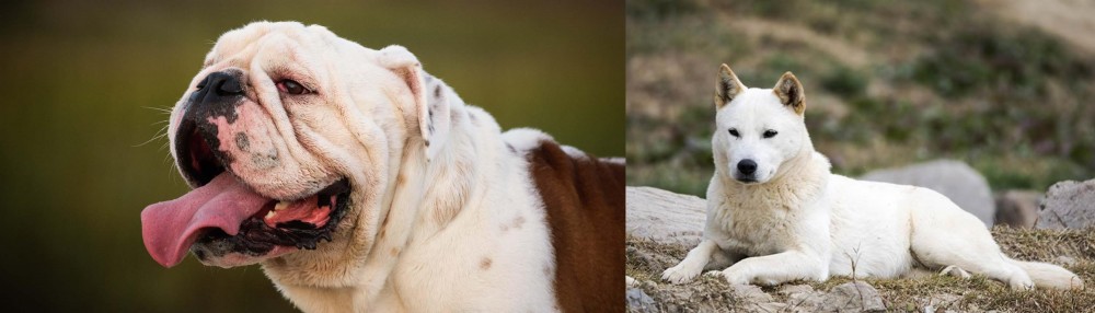 Jindo vs English Bulldog - Breed Comparison