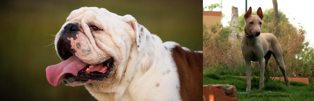 Jonangi vs English Bulldog - Breed Comparison