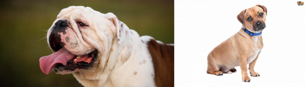Jug vs English Bulldog - Breed Comparison