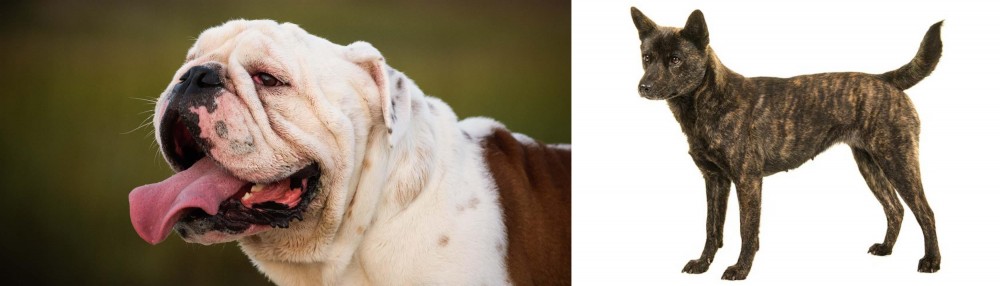 Kai Ken vs English Bulldog - Breed Comparison