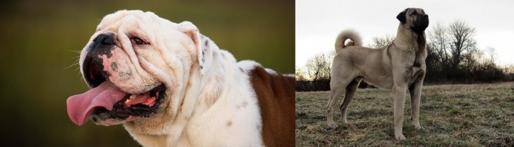 Kangal Dog vs English Bulldog - Breed Comparison