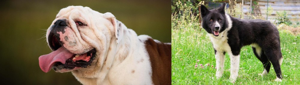 Karelian Bear Dog vs English Bulldog - Breed Comparison