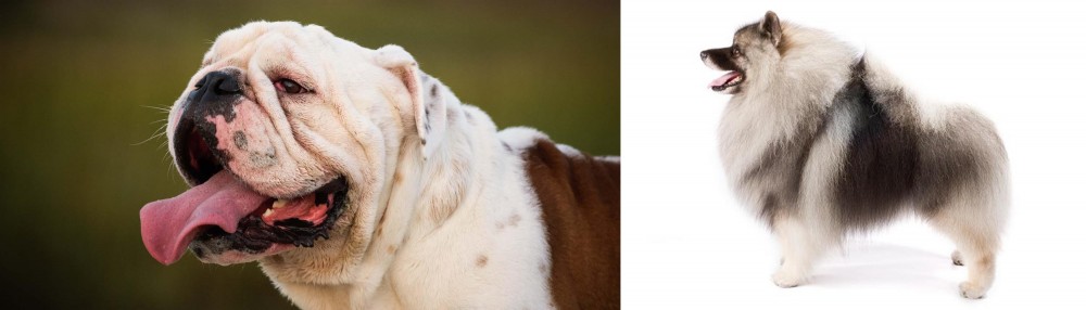 Keeshond vs English Bulldog - Breed Comparison