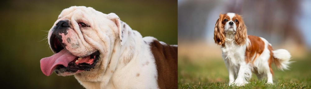 King Charles Spaniel vs English Bulldog - Breed Comparison