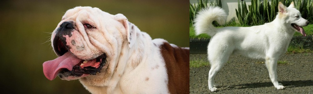 Kintamani vs English Bulldog - Breed Comparison