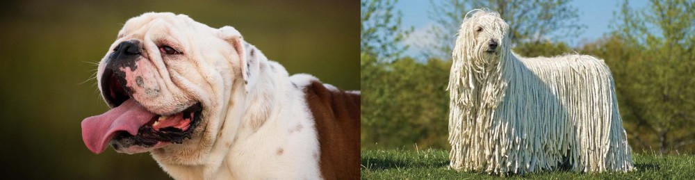 Komondor vs English Bulldog - Breed Comparison