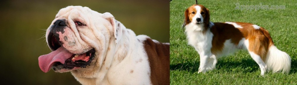 Kooikerhondje vs English Bulldog - Breed Comparison