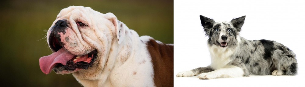 Koolie vs English Bulldog - Breed Comparison