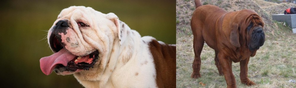 Korean Mastiff vs English Bulldog - Breed Comparison