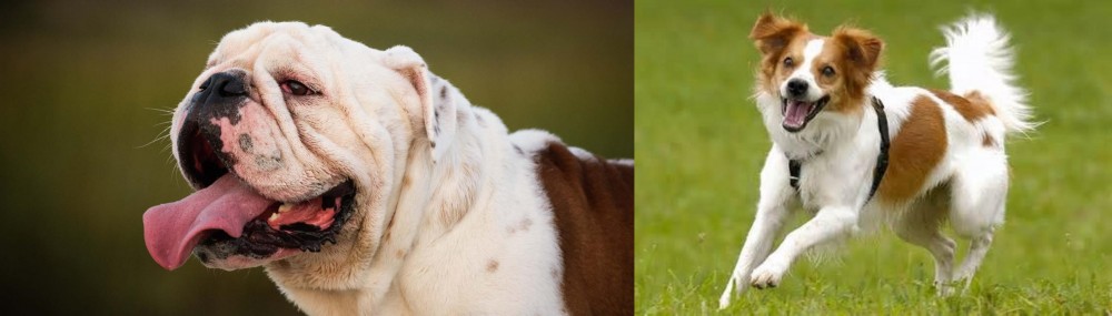 Kromfohrlander vs English Bulldog - Breed Comparison