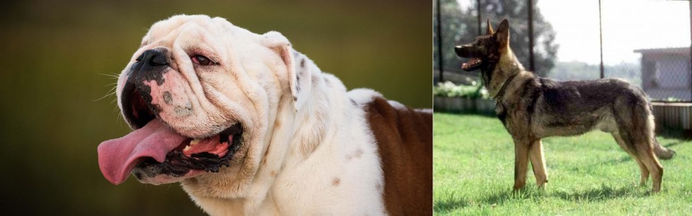 Kunming Dog vs English Bulldog - Breed Comparison